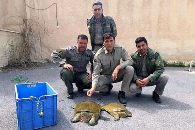 رد پای چینی‌ها در نابودی لاکپشت ایرانی