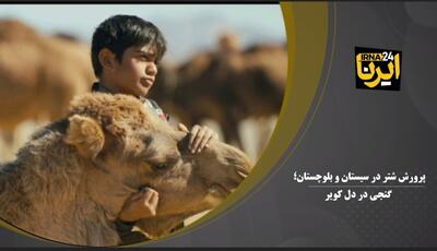 فیلم | پرورش شتر در سیستان و بلوچستان؛ گنجی در دل کویر
