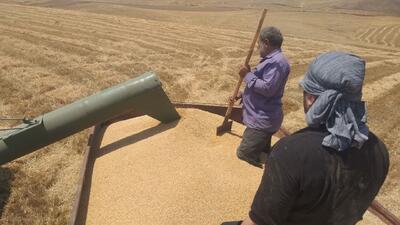 رشد ۵۵ درصدی خرید گندم در استان مرکزی