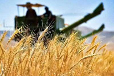 خرید تضمینی گندم در همدان به مرز ۴۰۰ هزار تن نزدیک شد