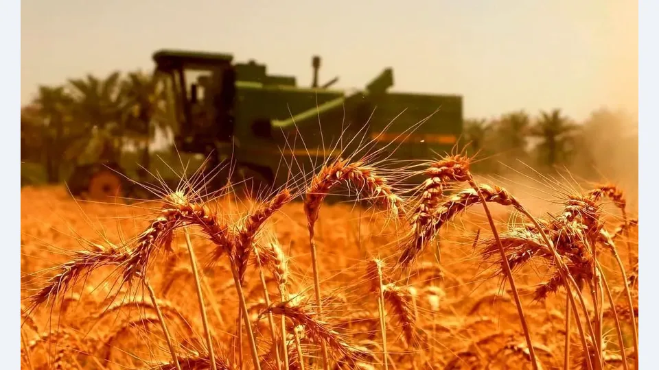 ۹۰ درصد مطالبات گندم‌کاران پرداخت شده است
